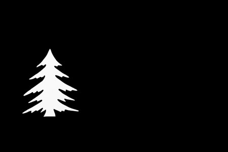 white spruce on a black backgroundの写真素材