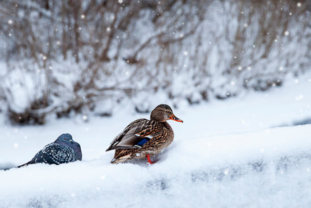 duck and pigeon sitting on the snow outdoorsの写真素材