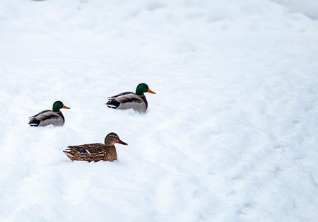 ducks in the snow in winterの写真素材