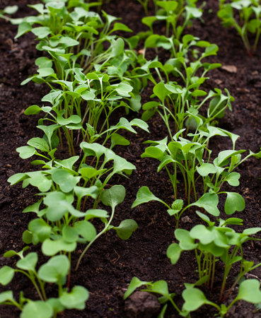Young seedlings of radish in the ground. selective focus.