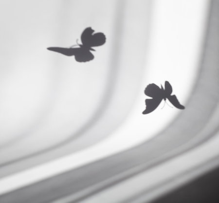 Shadow of butterflies on gray paper background with streaks of lightの写真素材