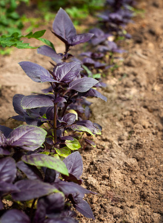 purple basil plant growing in the garden. Organic farming concept.の写真素材