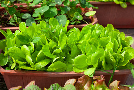 Lettuce seedlings in pots on the terrace in the gardenの写真素材