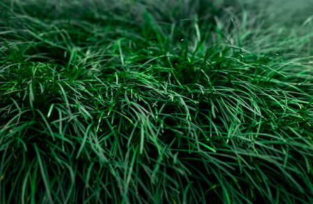 Green grass background. Close-up of fresh green grass texture.の写真素材