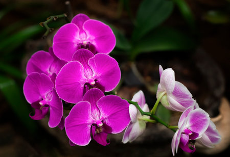 Beautiful purple orchid flowers in the garden. Floral background.の写真素材
