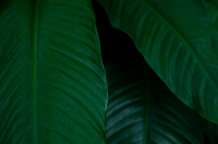 Green leaves background, Tropical leaves background with copy space for text.の写真素材