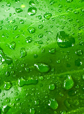 Water drops on a green leaf macro background. high quality big size printsの写真素材