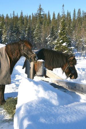 Horses in winterの写真素材