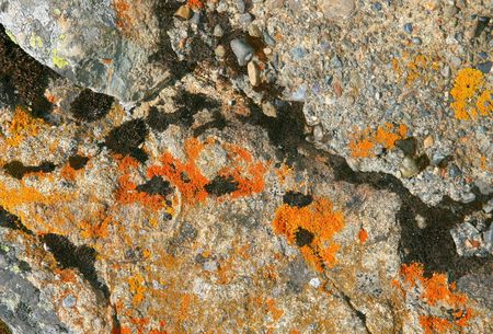 Stone with mossの写真素材