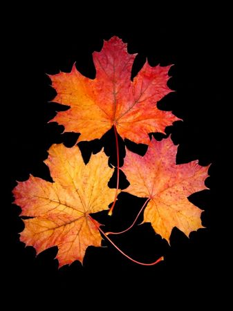 Auutmn leaves