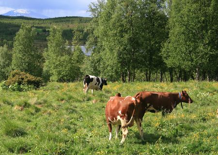 Heifers grazing in a summer pasture