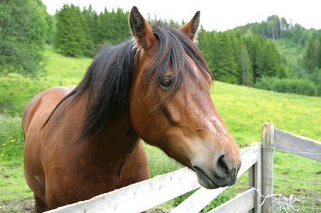 Horseの写真素材