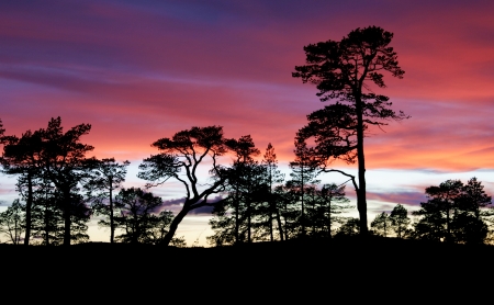 Pines in the sunsetの写真素材