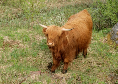 Scottish highland cow