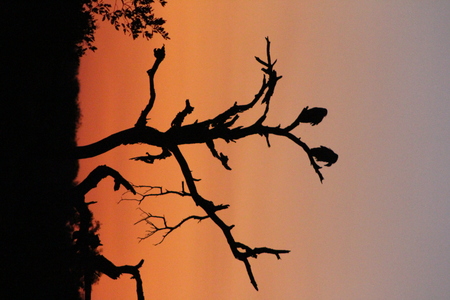 Vultures at sunsetqの写真素材