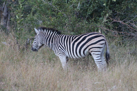 Zebra in grassの写真素材