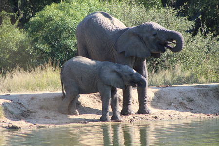 Elephants drinkingの写真素材