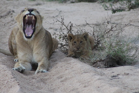 Lioness yawningの写真素材