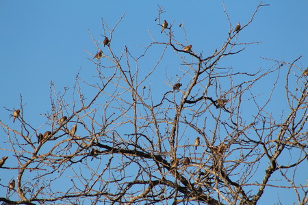 Birds in a treeの写真素材