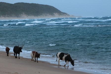Nguni Cows on beachの写真素材