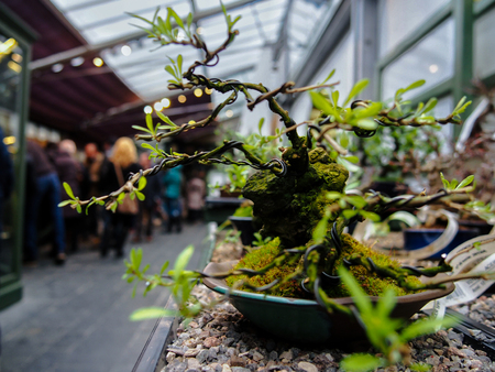 A bonsai displayed in an exhibitionの写真素材