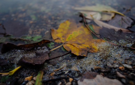 Autumn by the lakeの写真素材