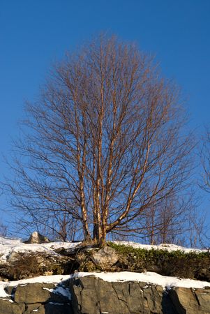 birch on top of rock, morning sunlightの写真素材