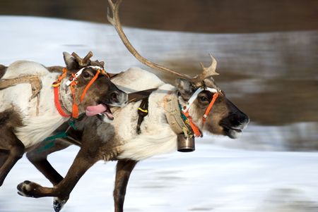 racing of reindeers in time of russian north festival. Motion blur.の写真素材
