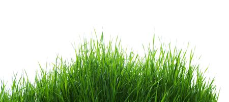 green grass isolated on the white backgroundの写真素材