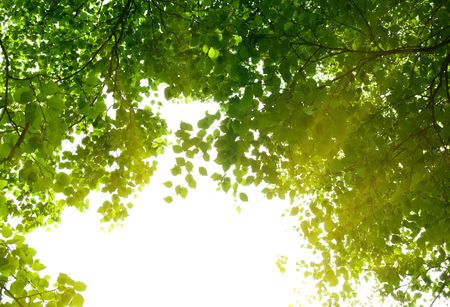 morning sunlight and green treesの写真素材