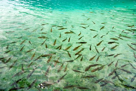 fishes under freshwaterの写真素材