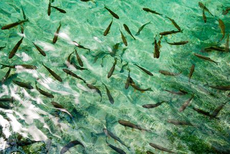 fishes under freshwaterの写真素材