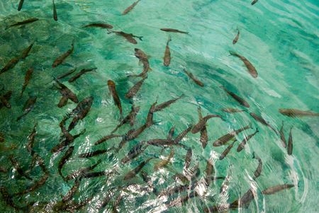 fishes in lake with green waterの写真素材