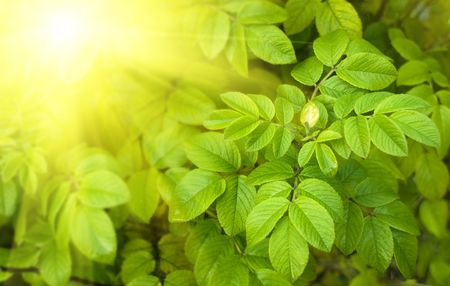 leaves of dogrose and sunlightの写真素材