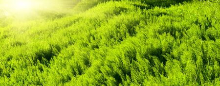 sunset and green spring grassの写真素材