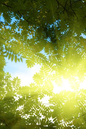 rays of sun in deep forestの写真素材