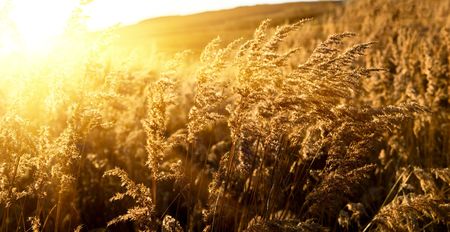 autumn yellow grass and sunsetの写真素材