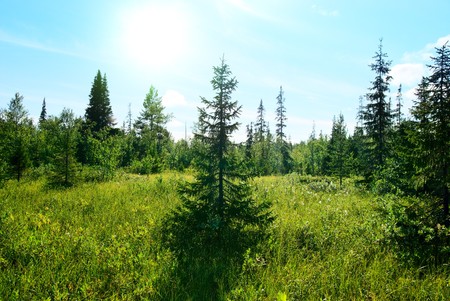 north mountain forestの写真素材