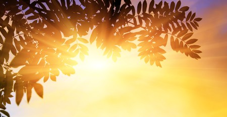 sunset and mountain ashの写真素材