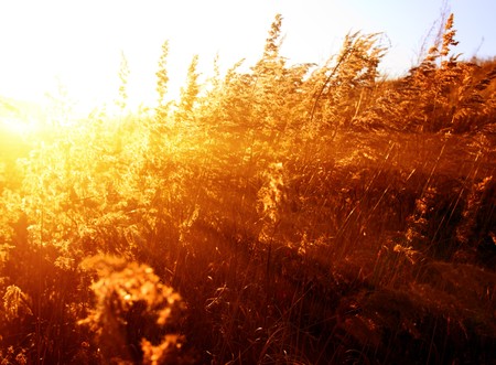 autumn yellow grass and sunsetの写真素材