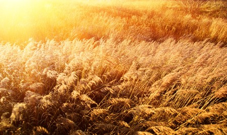 autumn yellow grass and sunsetの写真素材