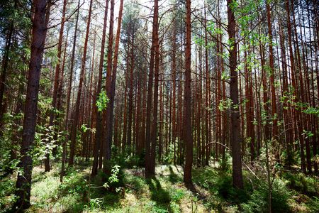 morning sun in deep forest