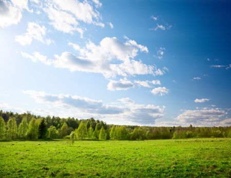sunset in spring forestの写真素材