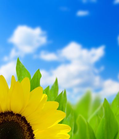sunflower and perfect dayの写真素材