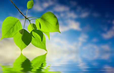 leaves of poplar and waterの写真素材