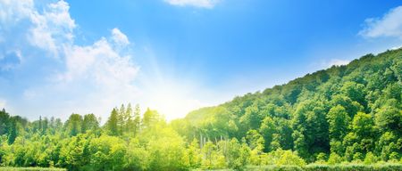 sunny day in deep forestの写真素材