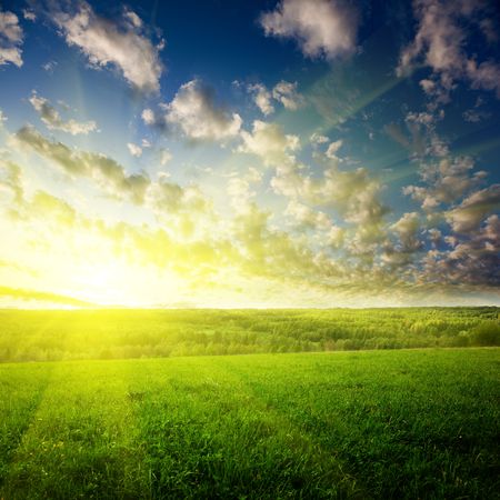 field of grass and sunsetの写真素材