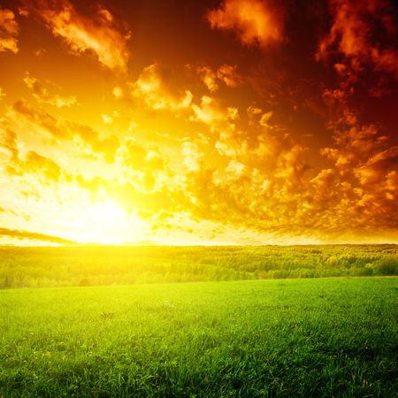 field of grass and sunsetの写真素材