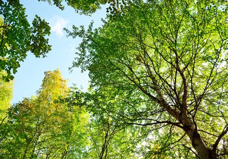 sun in deep forestの写真素材