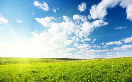 spring green field of grassの写真素材